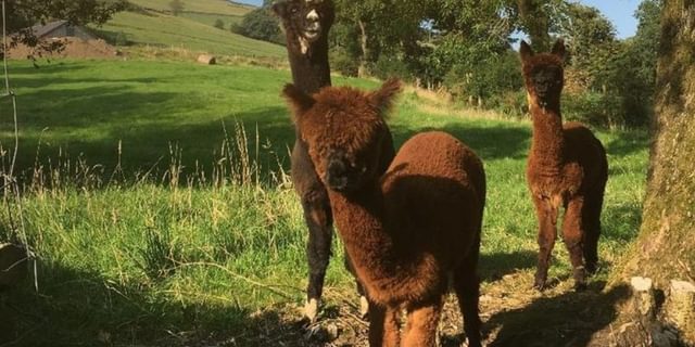 Alpacas 1