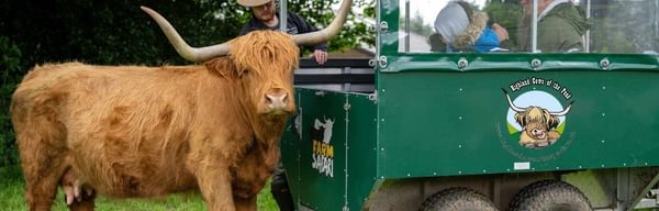 Highland Cows of the Peak jpg