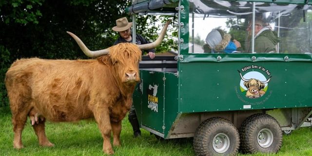 Highland Cows of the Peak jpg