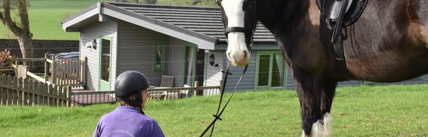 Hoe Grange horse daisybank
