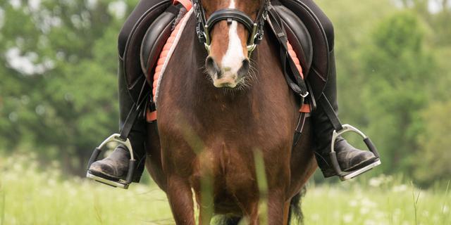 Horse riding 3389356 1920