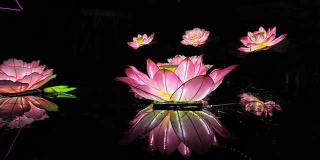 Lights of Abraham H of A lotus lit up NEW