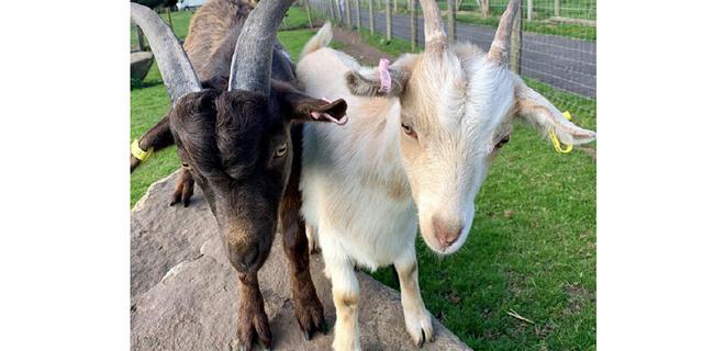 MFP Goats 1436192615