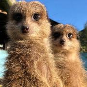 MFP Meerkats 2116192369