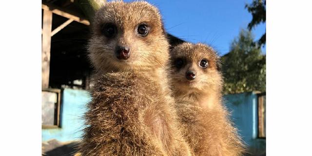 MFP Meerkats 2116192369