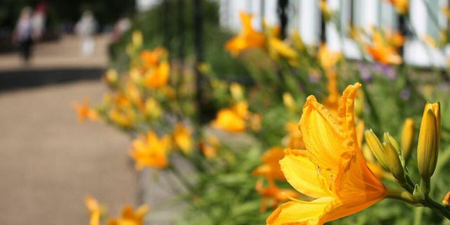 Pavilion Gardens flowers 1539804409