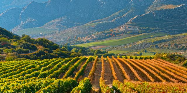 PEAK EDGE Wine Series 9 Feature 1080x1080