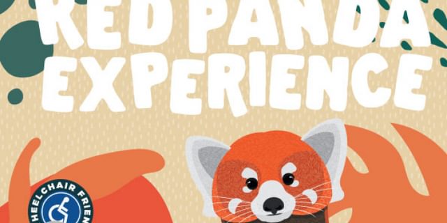 Red panda