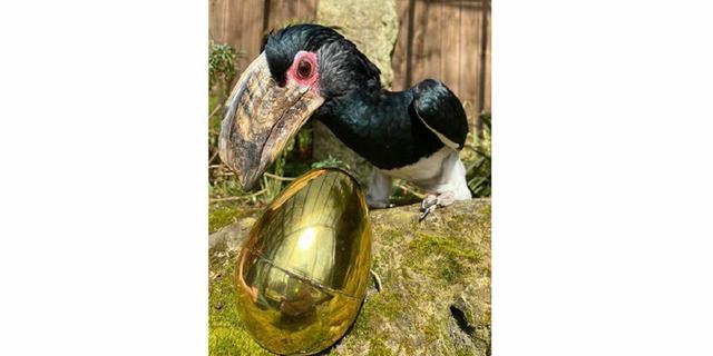 TBH 2 egg 1039172313