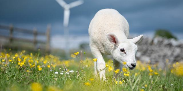 WEZ 1160 Izzy buttercups large 291117205